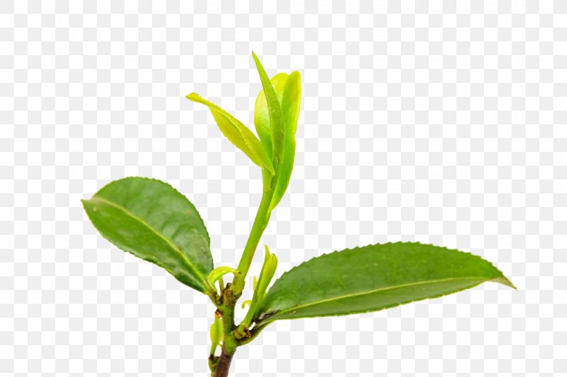 Green Tea Anhua County Leaf Bud, PNG, 1024x683px, Tea, Anhua County, Black Tea, Branch, Bud Download Free