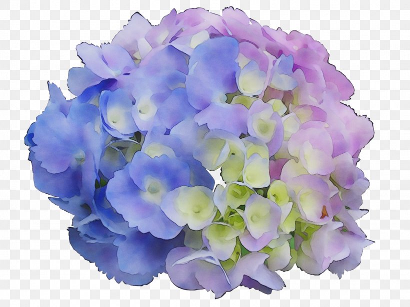 Hydrangea Petal Cut Flowers Violaceae, PNG, 1509x1132px, Hydrangea, Artificial Flower, Blue, Bouquet, Cornales Download Free