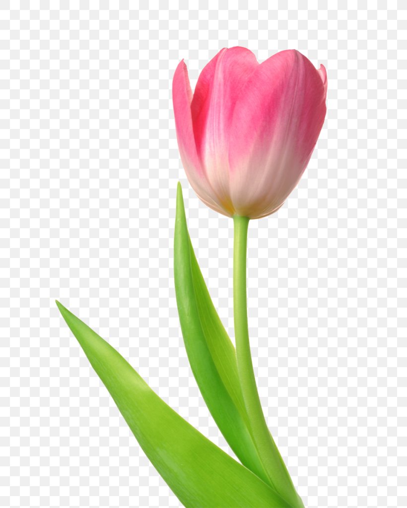 Skagit Valley Tulip Festival Desktop Wallpaper Clip Art, PNG, 685x1024px, Skagit Valley Tulip Festival, Bud, Cut Flowers, Flower, Flowering Plant Download Free