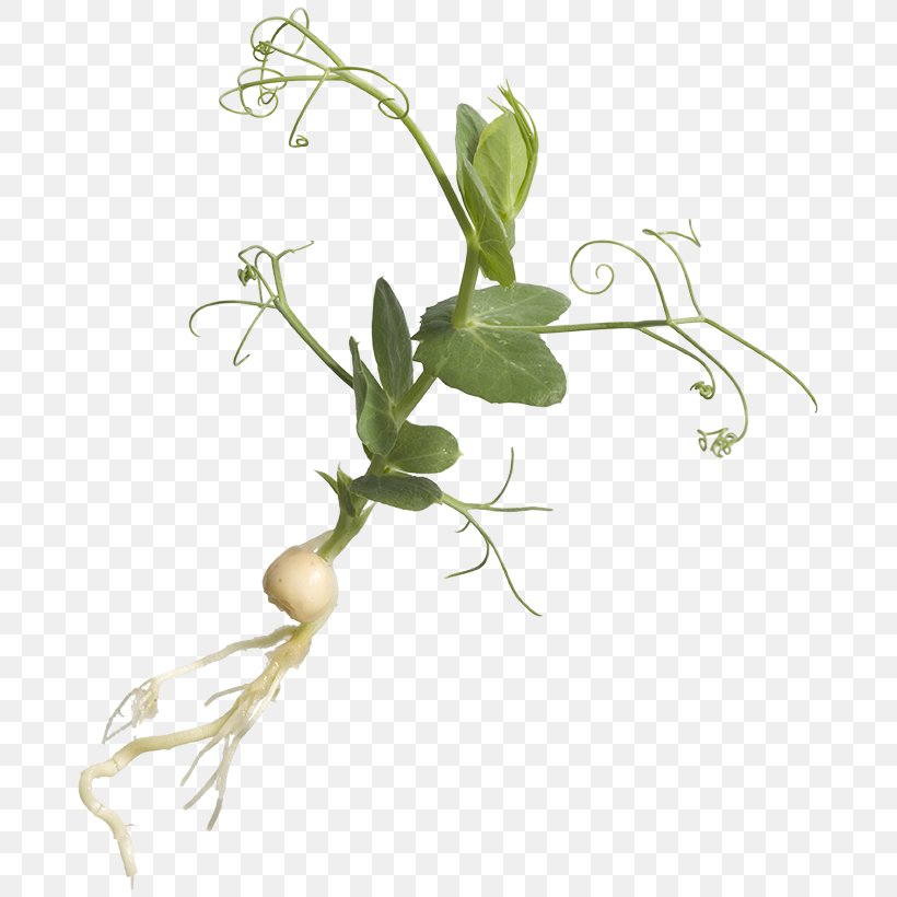 Vegetable Herb Plant Stem Flowering Plant Aufguss, PNG, 689x820px, Vegetable, Architecture, Aufguss, Branch, Culinary Arts Download Free