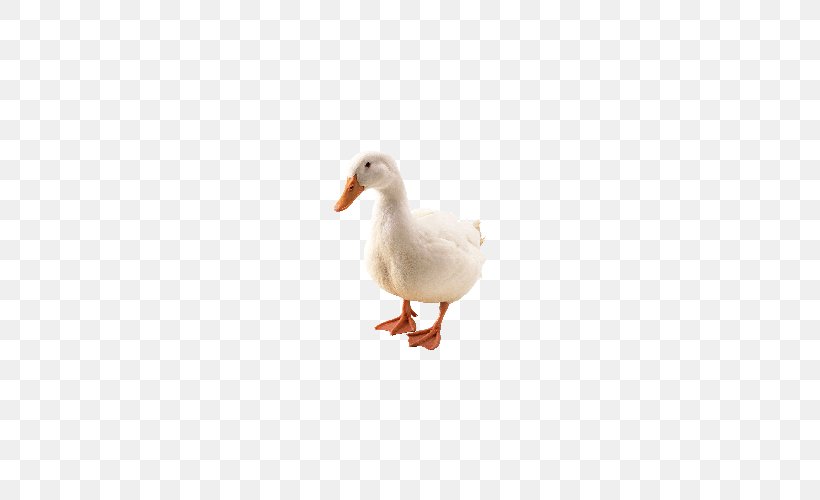 Duck With Not Bulletproof American Pekin Goose Bird, PNG, 500x500px, Duck, Abreuvoir, American Pekin, Animal, Beak Download Free