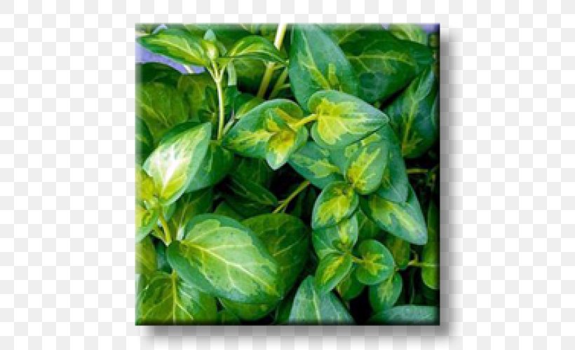 Greater Periwinkle Myrtle Garden Evergreen Perennial Plant, PNG, 500x500px, Greater Periwinkle, Aegopodium Podagraria, Basil, Broadleaved Tree, Chameleon Plant Download Free