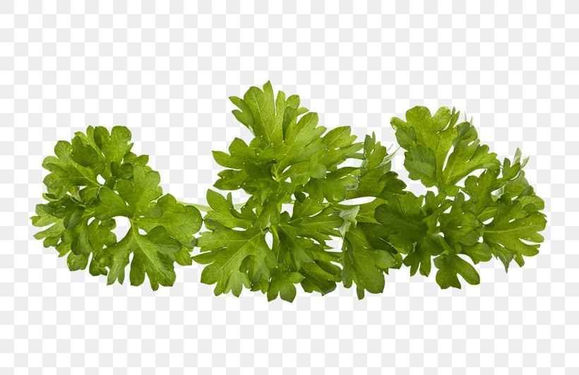 Parsley Herb Greater Celandine, PNG, 750x531px, Parsley, Berry, Coriander, Depositphotos, Greater Celandine Download Free