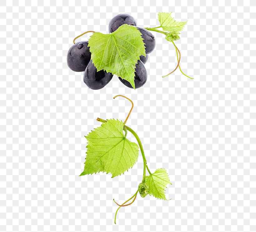 Common Grape Vine Wine Grape Leaves Fruit, PNG, 475x742px, Common Grape Vine, Branch, Food, Fruit, Grape Download Free
