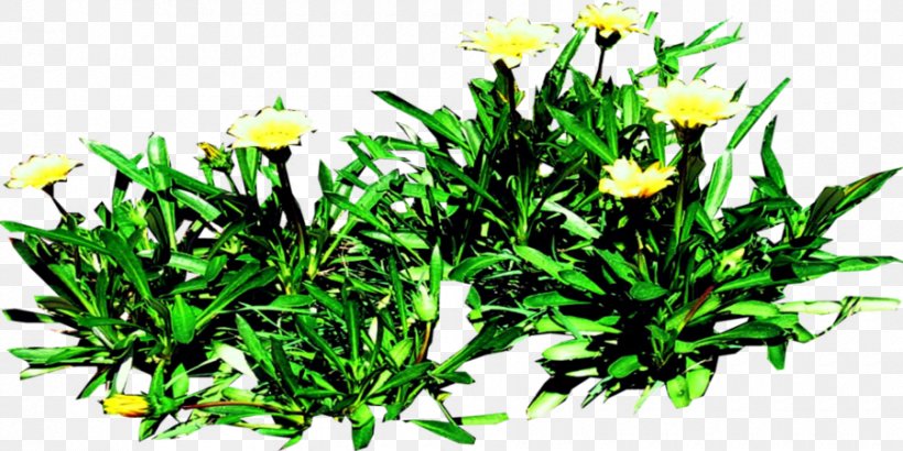 Floral Design Herb, PNG, 900x450px, Floral Design, Botany, Chamomile, Flower, Flowering Plant Download Free