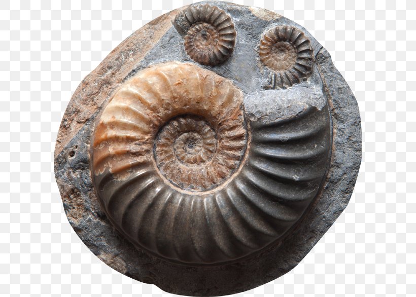 John Day Fossil Beds National Monument Petrifaction Petrified Wood Ammonites, PNG, 607x586px, Fossil, Ammonites, Footage, Fossil Fuel, Getty Images Download Free