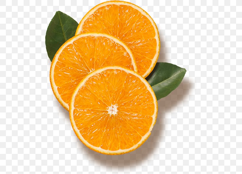 Orange Juice Lake Wales Bitter Orange Tangerine, PNG, 519x588px, Orange Juice, Bitter Orange, Citric Acid, Citrus, Clementine Download Free