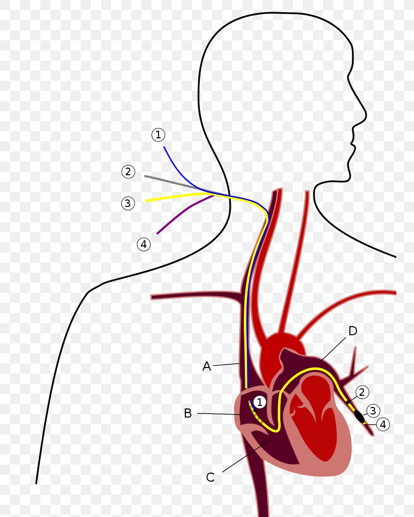 Pulmonary Artery Catheter Pulmonary Hypertension Pulmonary Wedge Pressure, PNG, 751x1024px, Watercolor, Cartoon, Flower, Frame, Heart Download Free
