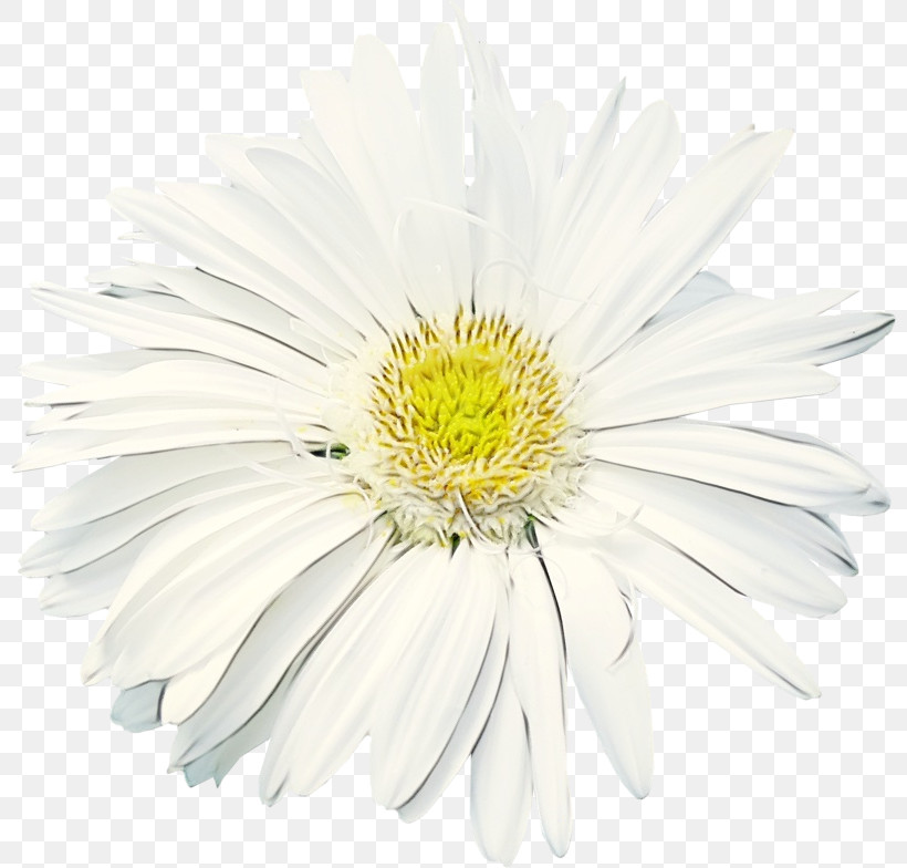 Daisy, PNG, 800x784px, Watercolor, Aster, Asterales, Barberton Daisy, Camomile Download Free
