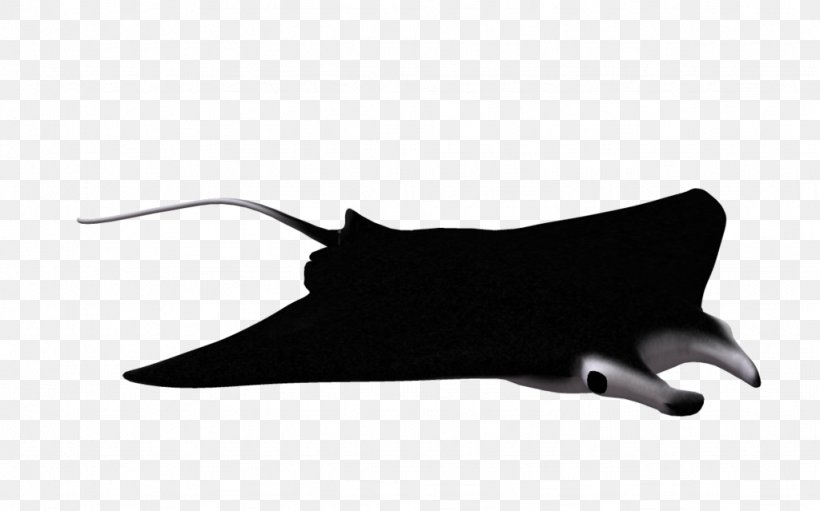 Giant Oceanic Manta Ray Devil Fish Batoidea Clip Art, PNG, 1024x639px,  Giant Oceanic Manta Ray, Animal,
