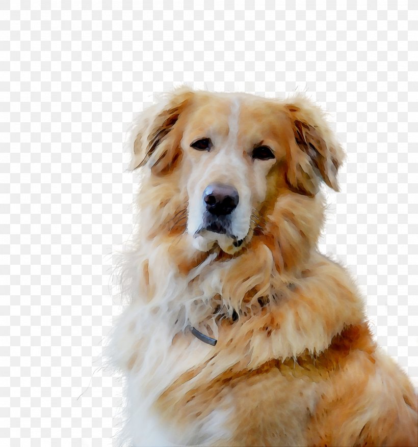 Golden Retriever Dog Breed Companion Dog Gun Dog, PNG, 2205x2361px, Golden Retriever, Ancient Dog Breeds, Breed, Canidae, Carnivore Download Free