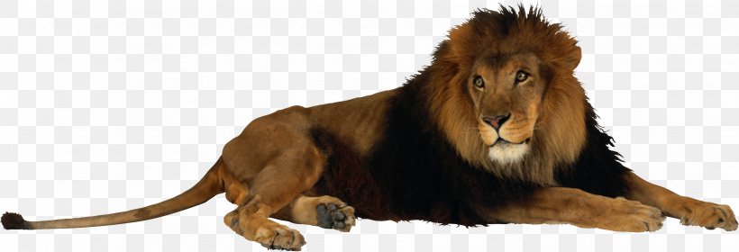 Lion Tiger Jaguar Felidae, PNG, 3366x1151px, Detroit Zoo, Animal Figure, Big Cats, Binder Park Zoo, Carnivoran Download Free