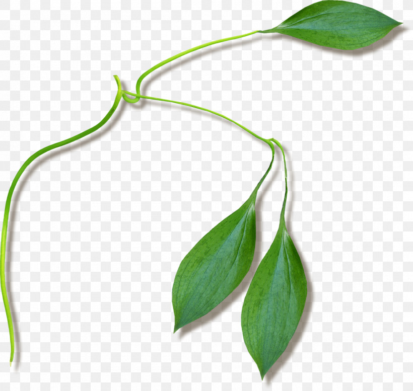 Plant Stem Twig Leaf Flower Plants, PNG, 1150x1091px, Plant Stem, Biology, Flower, Leaf, Plant Structure Download Free