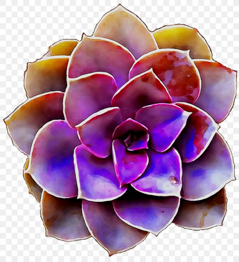 Purple Cut Flowers, PNG, 1280x1405px, Purple, Cut Flowers, Echeveria, Flower, Petal Download Free