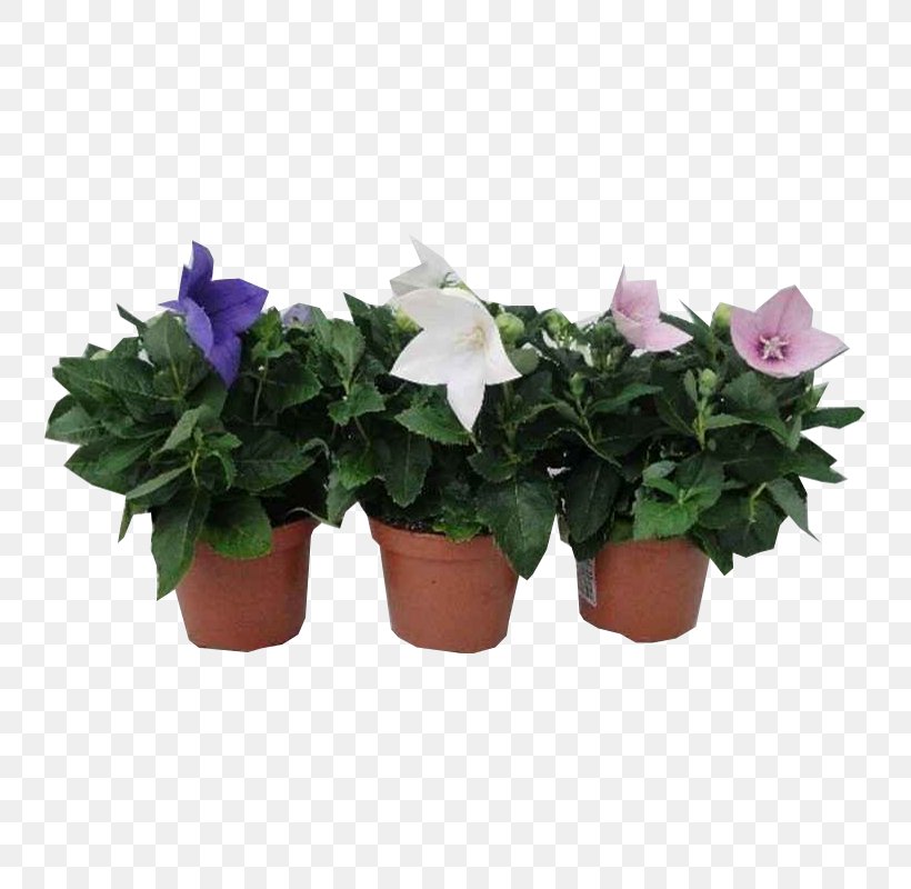 Cut Flowers Flowerpot Houseplant Annual Plant, PNG, 800x800px, Cut Flowers, Annual Plant, Flower, Flowering Plant, Flowerpot Download Free