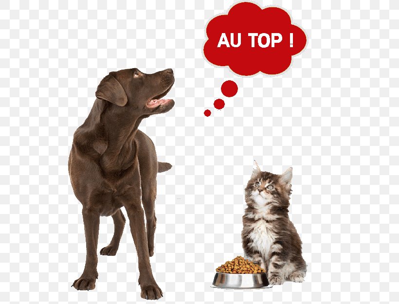 Dog Cat Food Pet Puppy, PNG, 542x625px, Dog, Animal, Carnivoran, Cat, Cat Food Download Free