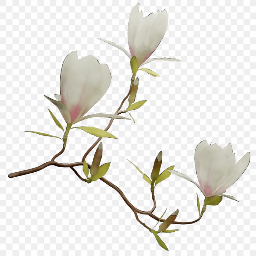Family Tree Background, PNG, 1024x1024px, Chinese Magnolia, Branch, Bud, Flower, Magnolia Download Free