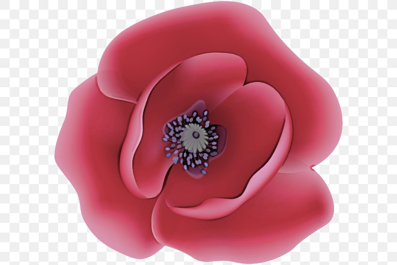 Rose, PNG, 600x547px, Pink, Fashion Accessory, Flower, Magenta, Petal Download Free