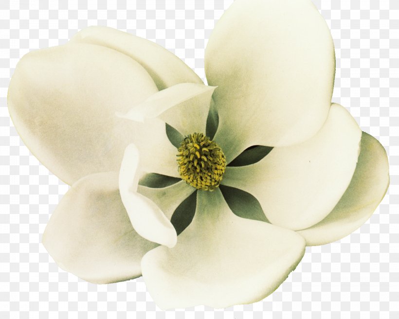 Southern Magnolia Petal Flower White, PNG, 1476x1181px, Southern Magnolia, Coreldraw, Flower, Flowering Plant, Google Images Download Free