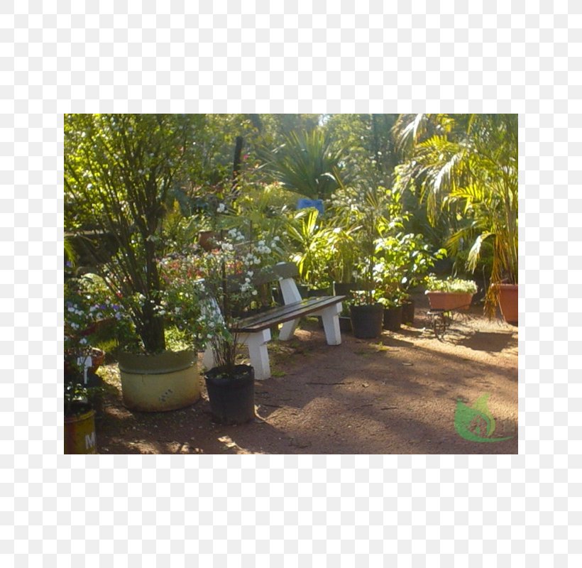 Backyard Tree Lawn Shrub Houseplant, PNG, 800x800px, Backyard, Courtyard, Flora, Garden, Grass Download Free