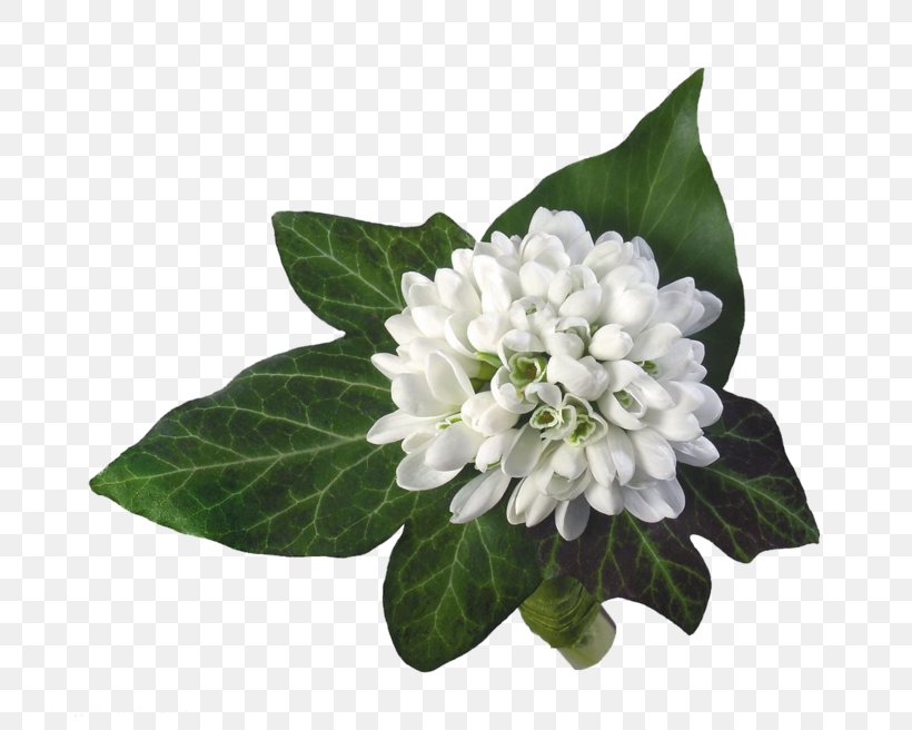 Desktop Wallpaper Image GIF Flower, PNG, 750x656px, Flower, Birthday, Flower Bouquet, Flowering Plant, Gift Download Free