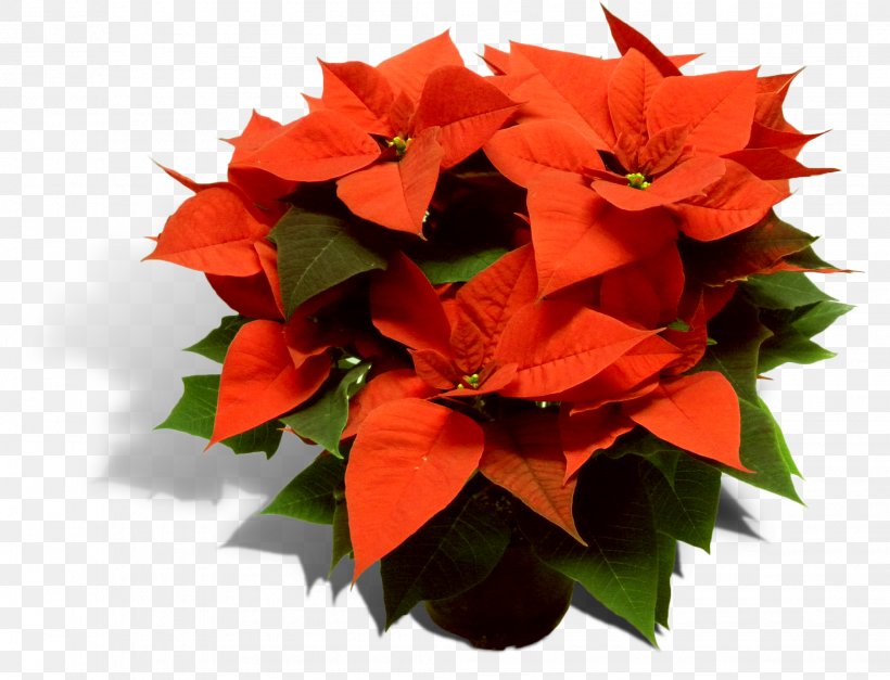 Floral Design Cut Flowers Plant Stem Leaf, PNG, 2061x1577px, Floral Design, Bluegreen, Christmas Plants, Cut Flowers, Floristry Download Free