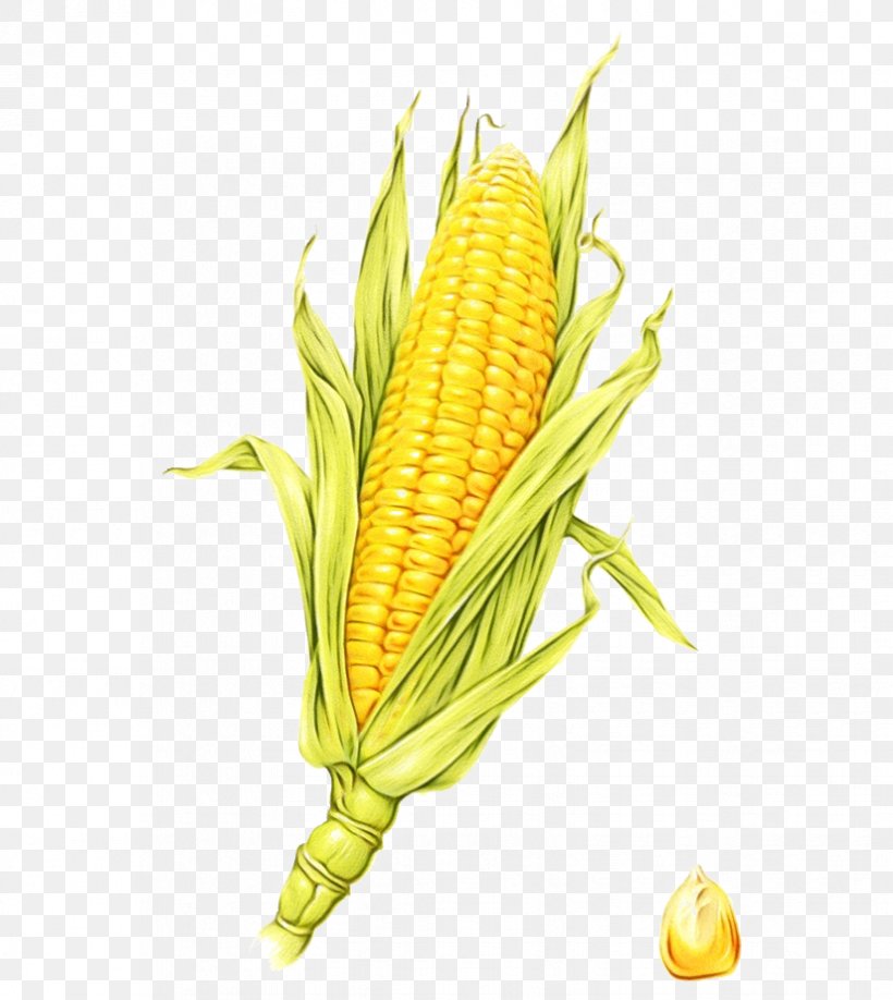 Watercolor Plant, PNG, 825x924px, Watercolor, Corn, Corn Kernels, Corn On The Cob, Food Download Free