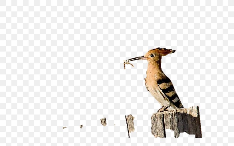 Beak Wood /m/083vt Wildlife Tail, PNG, 765x510px, Beak, Animal Figure, Bird, Carnivora, Carnivoran Download Free