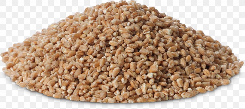 Cereal Germ Whole Grain Embryo Grasses, PNG, 1565x695px, Cereal Germ, Cereal, Commodity, Embryo, Family Download Free