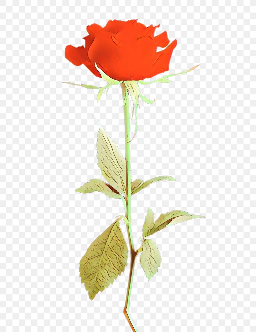 Rose, PNG, 753x1060px, Cartoon, Cut Flowers, Flower, Orange, Petal Download Free