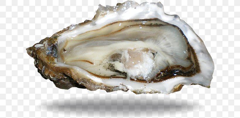 Seafood Background, PNG, 646x403px, Oyster, Abalone, Bivalve, Consumer, Food Download Free