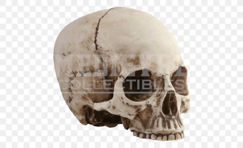 Skull Human Skeleton Head, PNG, 500x500px, Skull, Bone, Head, Human Skeleton, Jaw Download Free