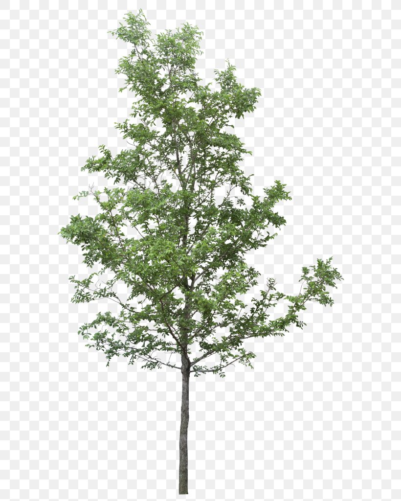 Tree Image Resolution Clip Art, PNG, 596x1024px, Tree, Birch, Branch, Conifer, Evergreen Download Free