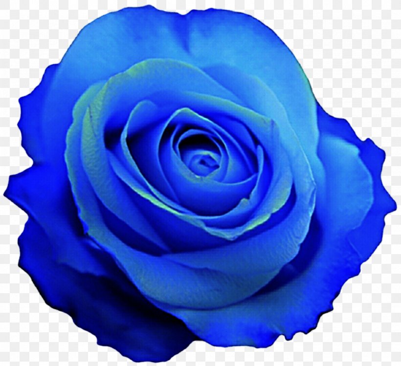 Blue Rose Desktop Wallpaper Clip Art, PNG, 1024x936px, Blue Rose, Blue, Blue Flower, Cobalt Blue, Cut Flowers Download Free
