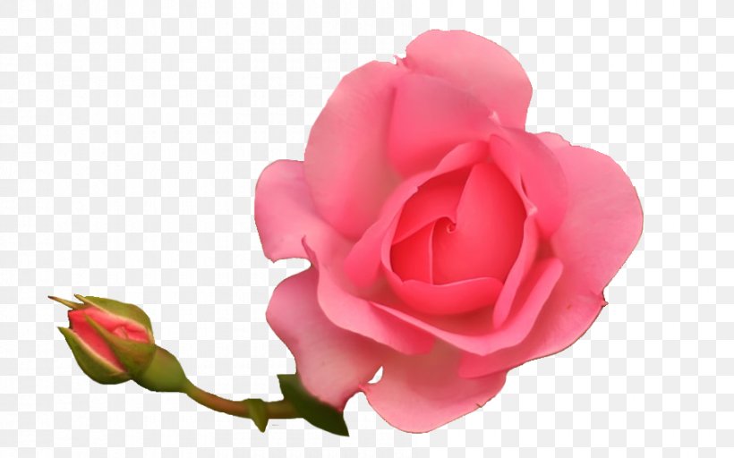 Garden Roses Cabbage Rose Floribunda Petal Cut Flowers, PNG, 900x563px, Garden Roses, Cabbage Rose, China Rose, Close Up, Cut Flowers Download Free