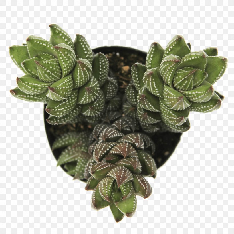 Haworthiopsis Reinwardtii Haworthia Crassula Perforata Plant, PNG, 1024x1024px, Haworthia, Clay, Crassula Perforata, Drainage, Flowerpot Download Free