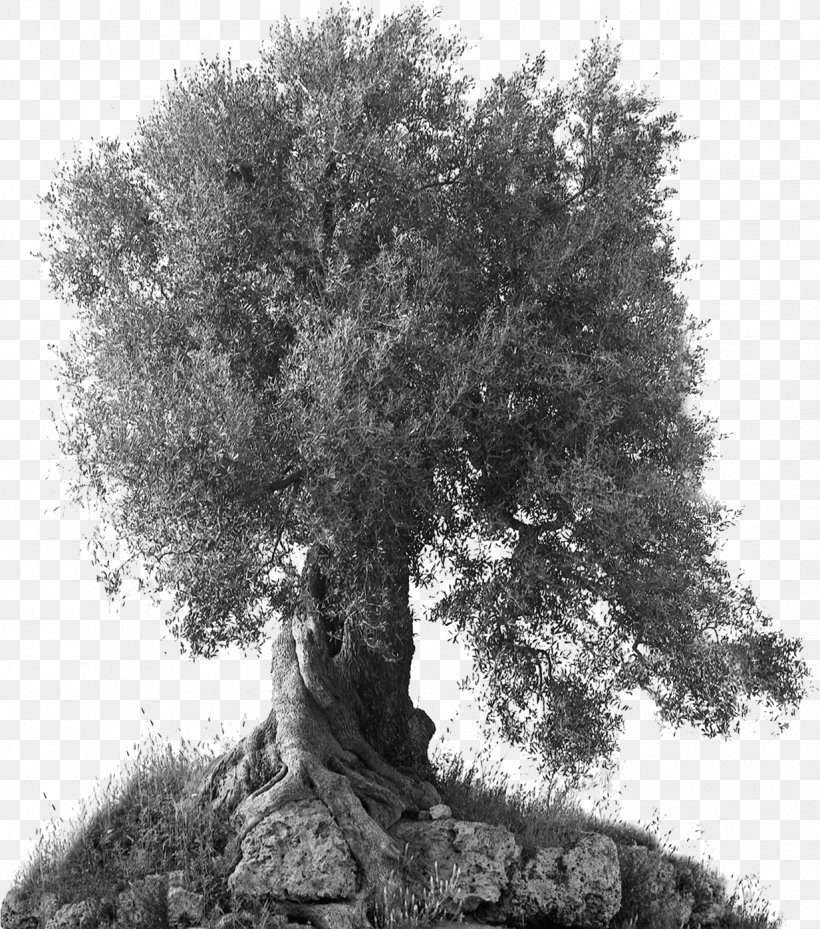 Olive Oil Branch Tree Bari, PNG, 1233x1398px, Olive, Apulia, Artist, Bari, Black And White Download Free