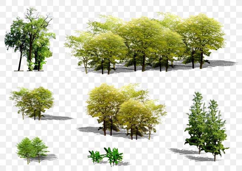 Tree Euclidean Vector Plant, PNG, 1653x1169px, Plant, Architecture, Ecological Design, Evergreen, Flowerpot Download Free