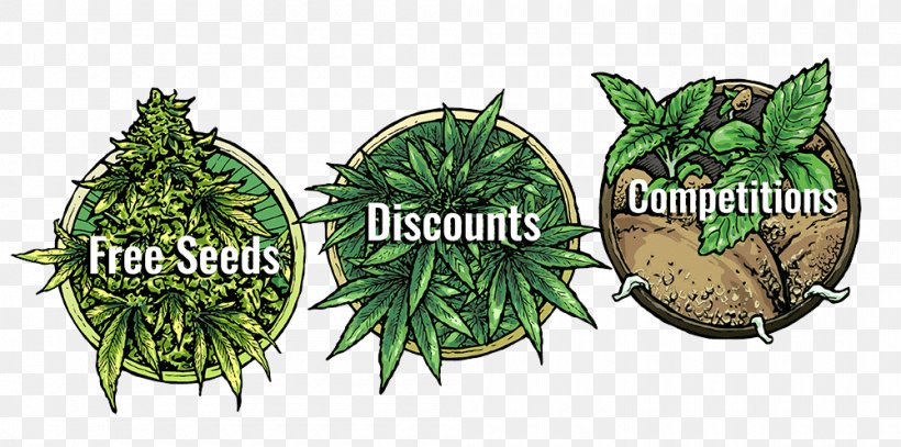 Cannabis 420 Day Hashish Mazar-i-Sharif Vegetable, PNG, 1000x497px, 420 Day, Cannabis, Blog, Flavor, Food Download Free