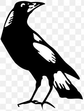 Collingwood Football Club Logo Magpie Melbourne, PNG, 1024x723px ...