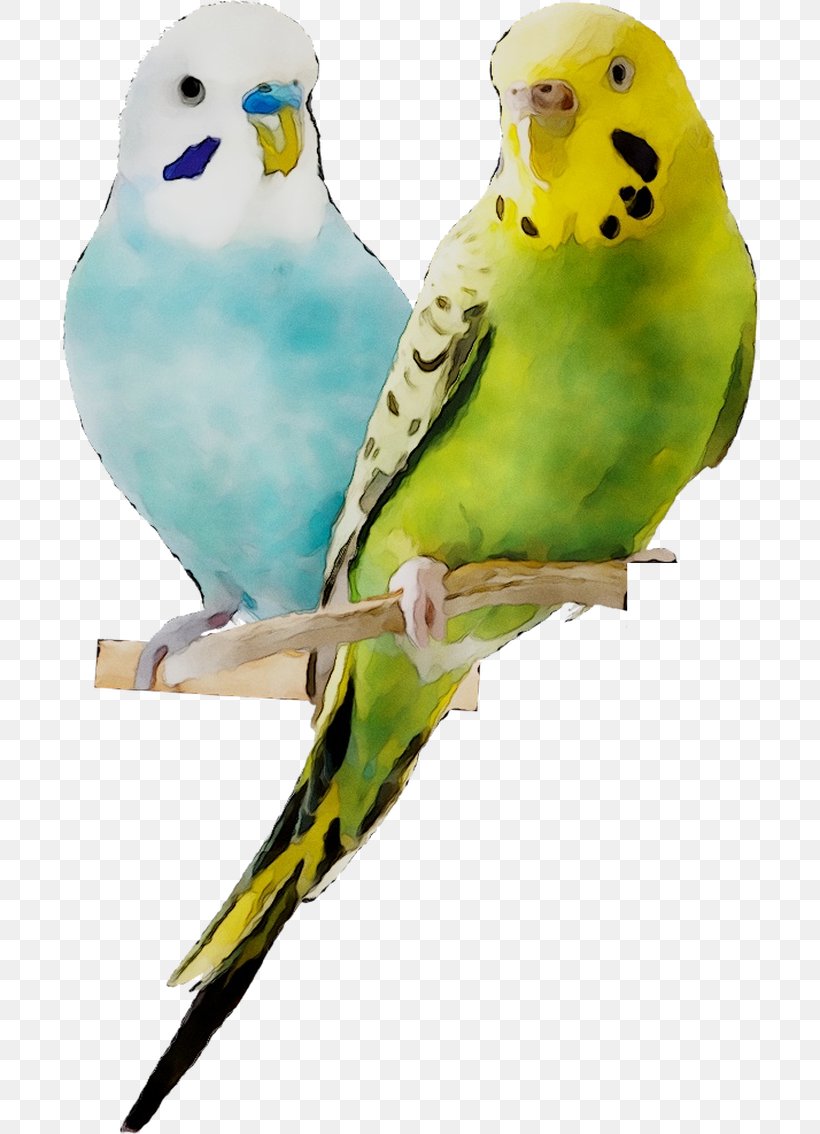 Budgerigar Lovebird Parakeet Palo Posadero Jaula Pajaro Natural Fiory Mixtura Premium Periquitos, PNG, 696x1134px, Budgerigar, Adaptation, Beak, Bird, Budgie Download Free
