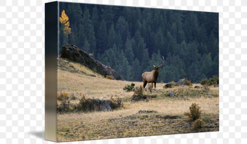Elk Ecosystem Ranch Fauna National Park, PNG, 650x479px, Elk, Deer, Ecosystem, Fauna, Grass Download Free