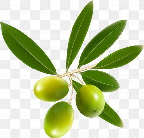 Olive Oil - Olive Oil Olive Leaf PNG