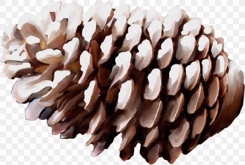 Sugar Pine White Pine Conifer Cone Red Pine Sitka Spruce, PNG, 1111x749px, Watercolor, Conifer Cone, Lodgepole Pine, Oregon Pine, Paint Download Free