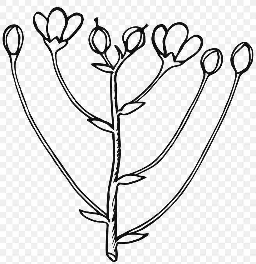 Flower Line Art, PNG, 991x1024px, Bud, Budding, Coloring Book, Drawing, Flower Download Free
