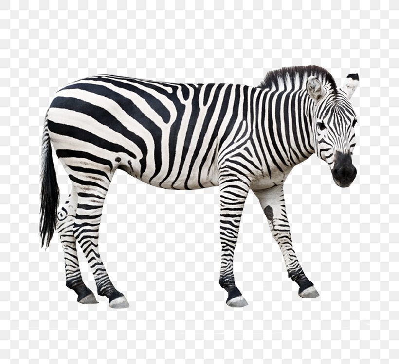 Foal Zebra Stock Photography Clip Art, PNG, 750x750px, Foal, Animal Figure, Black And White, Fur, Horse Like Mammal Download Free