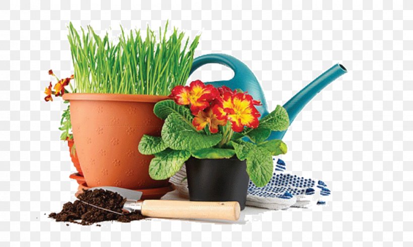 Houseplant Guzmania Hyacinth Flower, PNG, 972x583px, Houseplant, Achimenes, Bromelia, Bromeliads, Flora Download Free