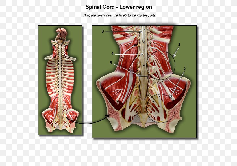 Spinal Cord Cross Section Lumbar Nervous Tissue Human Anatomy, PNG, 600x575px, Watercolor, Cartoon, Flower, Frame, Heart Download Free