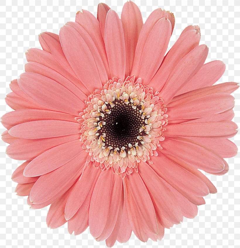 Transvaal Daisy Cut Flowers Daisy Family Purple, PNG, 1125x1166px, Transvaal Daisy, Color, Cut Flowers, Daisy, Daisy Family Download Free