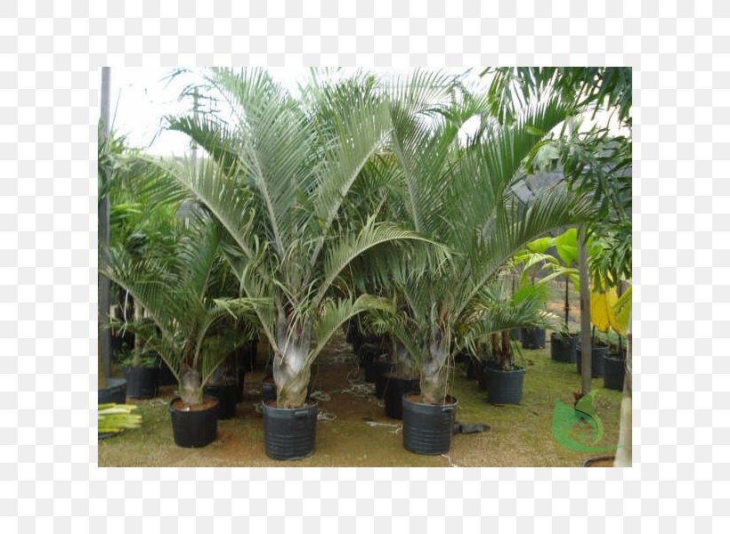 Babassu Dypsis Decaryi Tree Oil Palms, PNG, 600x600px, Babassu, Arecaceae, Arecales, Attalea, Attalea Speciosa Download Free